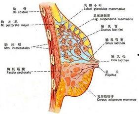 胸部下垂照片,胸部下垂改善之道